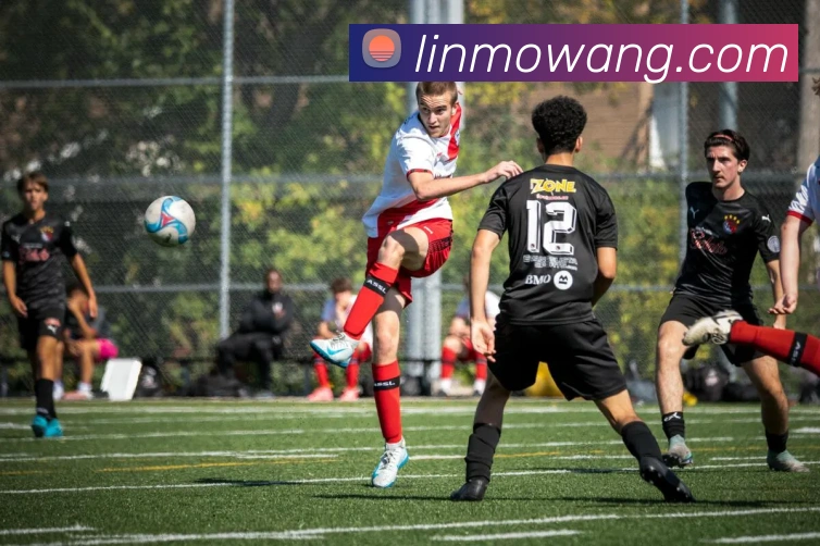 欧宝网平台生态图